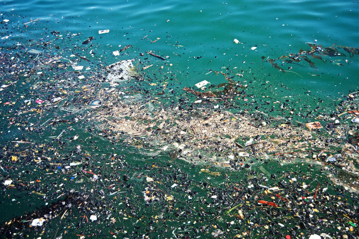 polluted seas