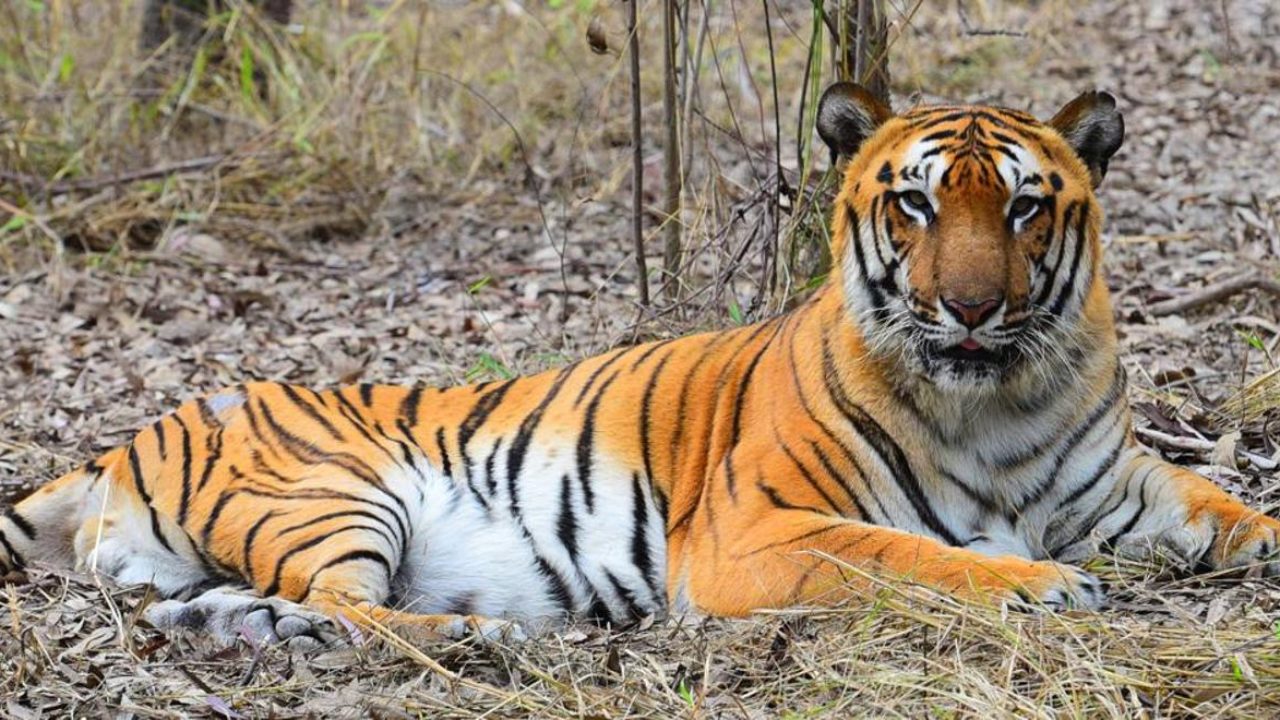 Bengal Tigers May Lose a Vital Habitat by 2070, Smart News