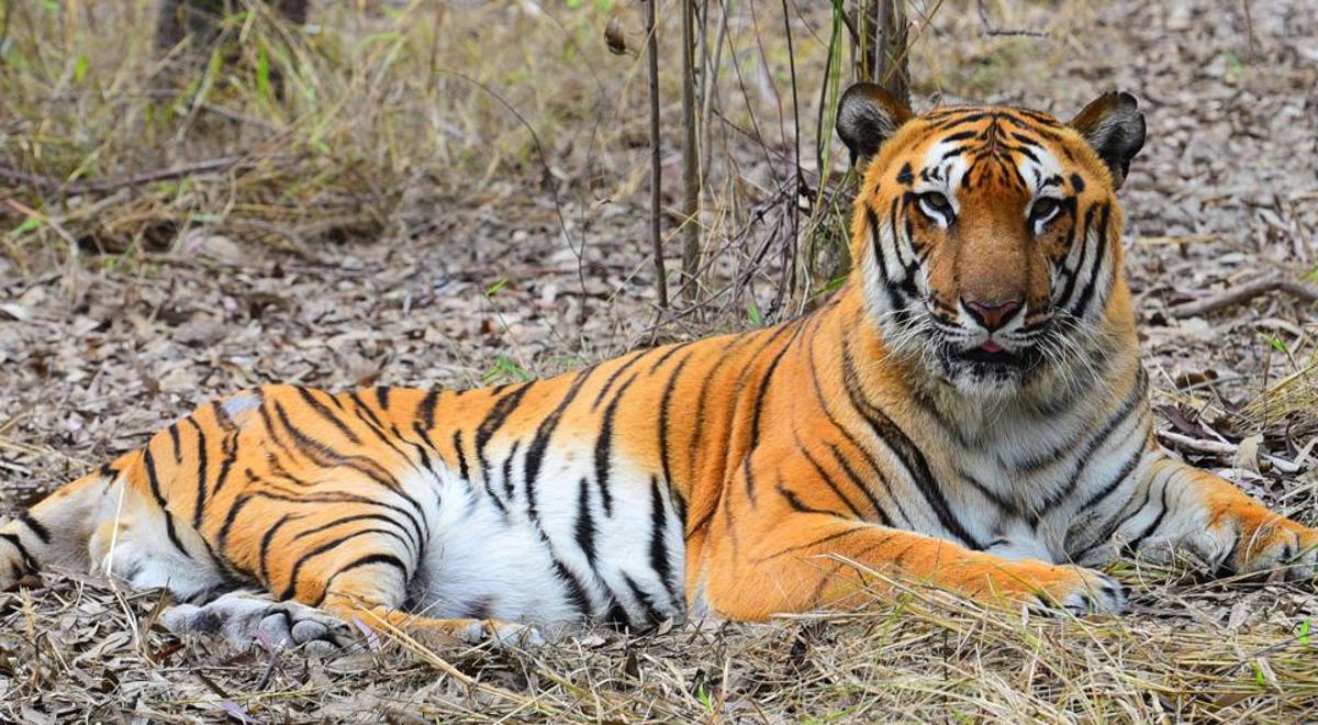 Climate change may wipe-out Bengal Tigers