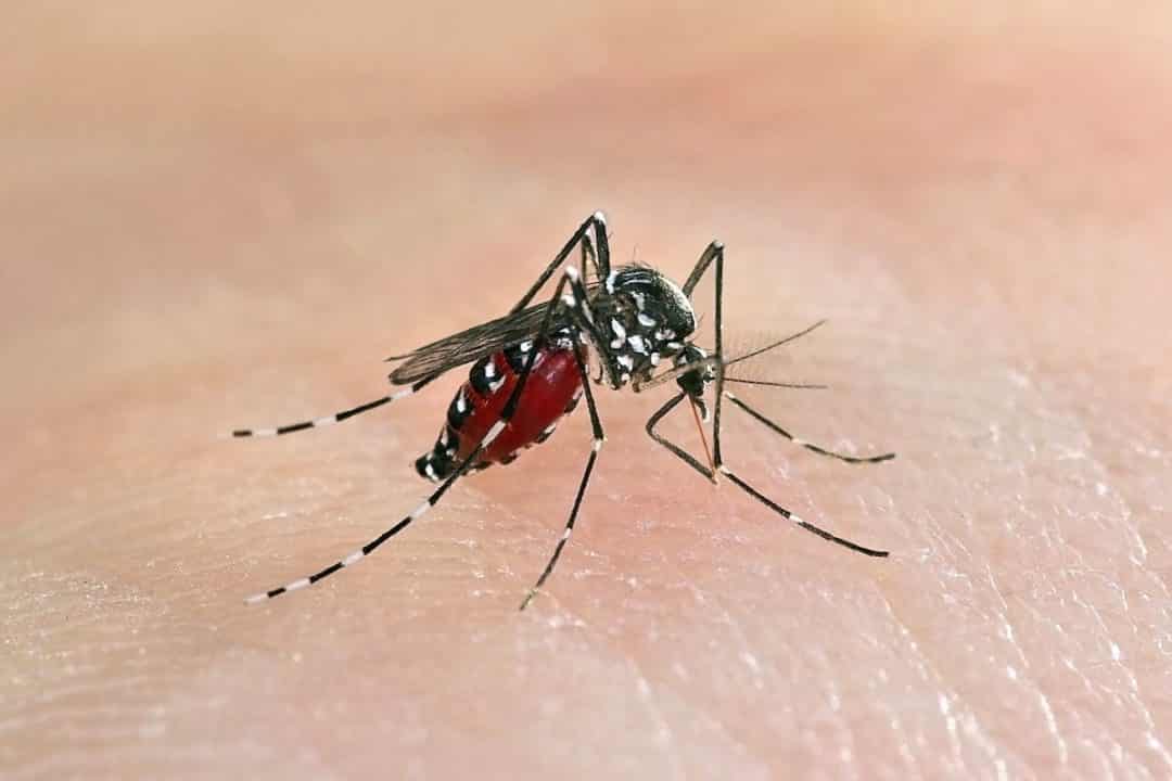 SDMC introduces toll free number to report mosquito breeding