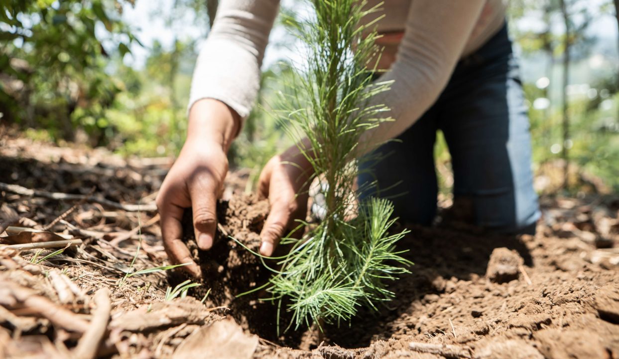 Denmark raised €2.4 million for extensive tree plantation