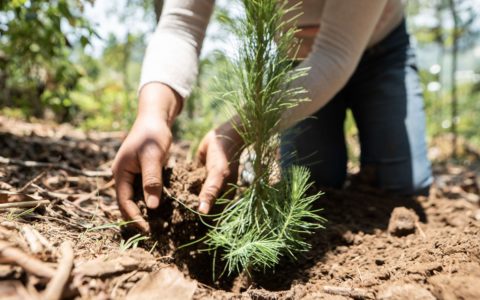 Denmark raised €2.4 million for extensive tree plantation