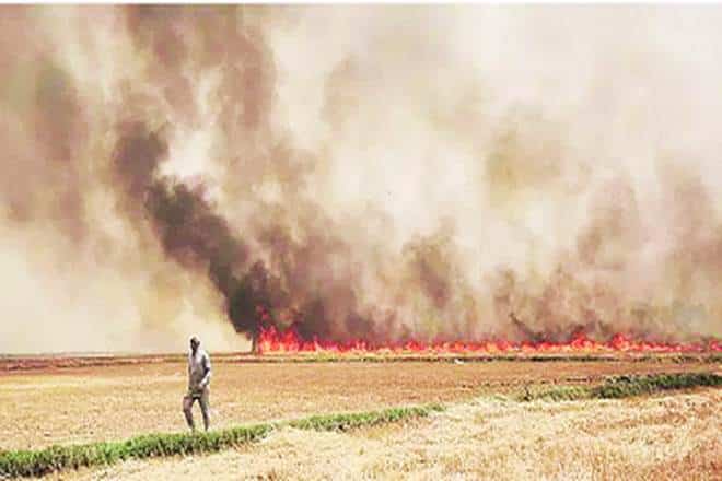 Punjab witnesses 3,105 cases of stubble burning in single day