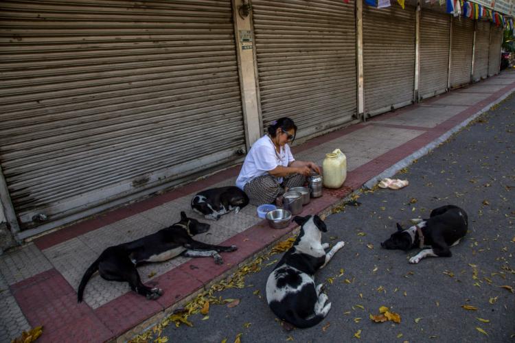Odisha government sanctioned Rs 54 lakhs to feed stray animals amid lockdown