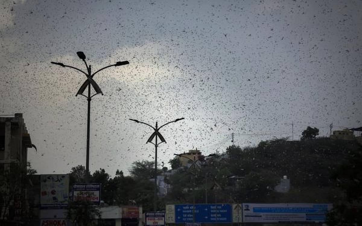Rajasthan government uses drones to contain locust attack