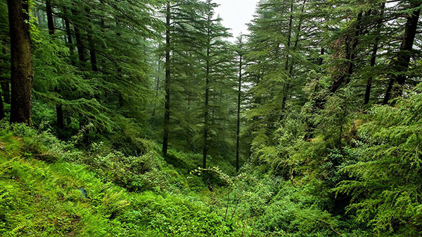 NGT identifies 46.11 sq km as private forest in Goa