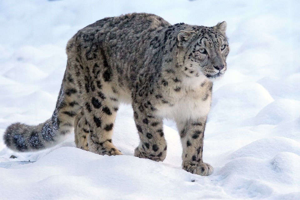 India’s first snow leopard conservation centre to come up in Uttarakhand