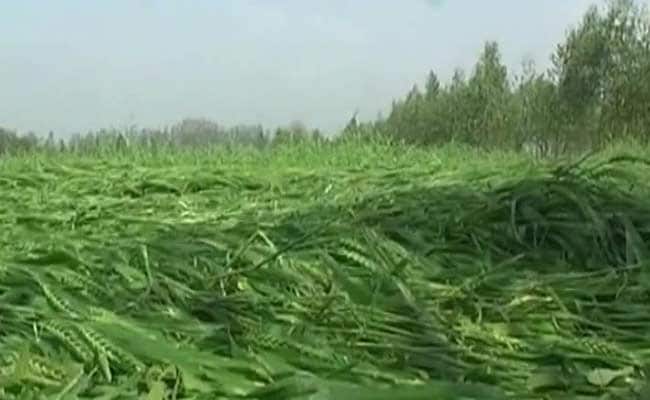Heavy rains destroy crops in Andhra Pradesh