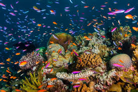 Healthy coral reef discovered in Great Barrier Reef