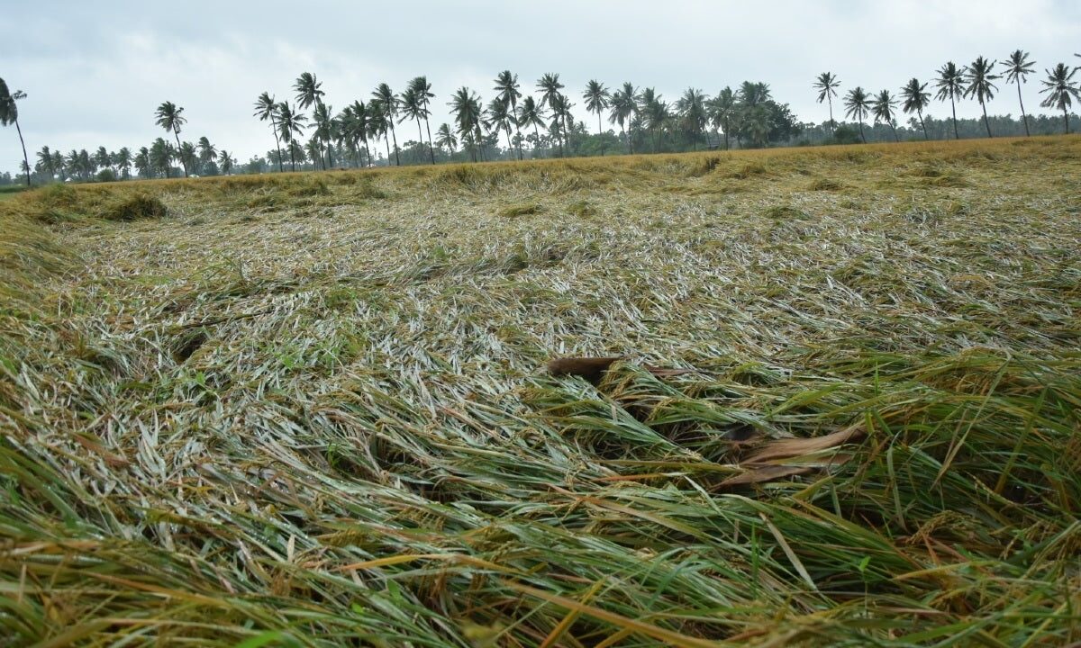 67,864 hectares of crops destroyed in Andhra due to floods