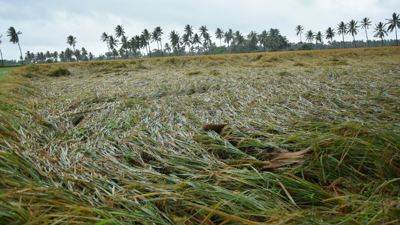 67,864 hectares of crops destroyed in Andhra due to floods