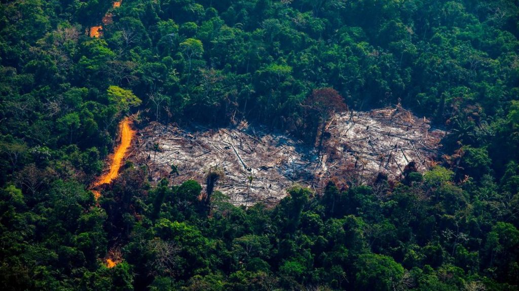 Amazon experienced major surge in deforestation in 2020: Analysis
