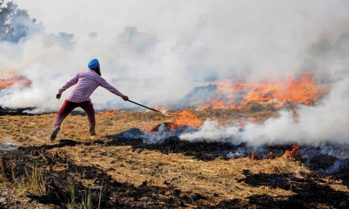 44.5% increase in stubble burning incidents in Punjab: Centre tells SC44.5% increase in stubble burning incidents in Punjab: Centre tells SC