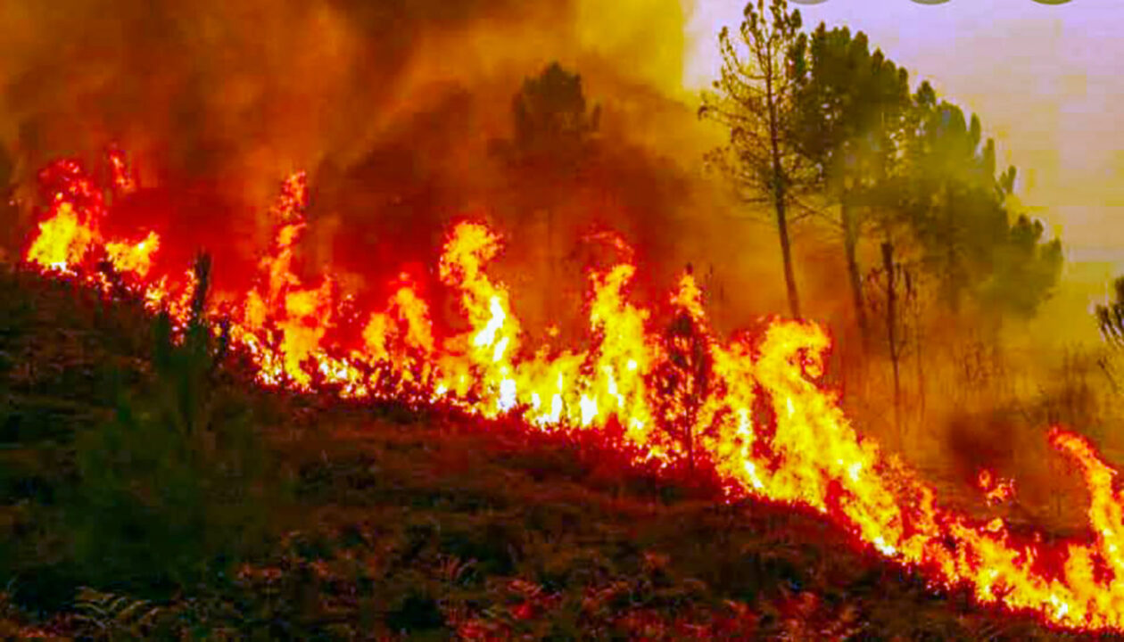 85 forest fires reported in the last 24 hours in Uttarakhand