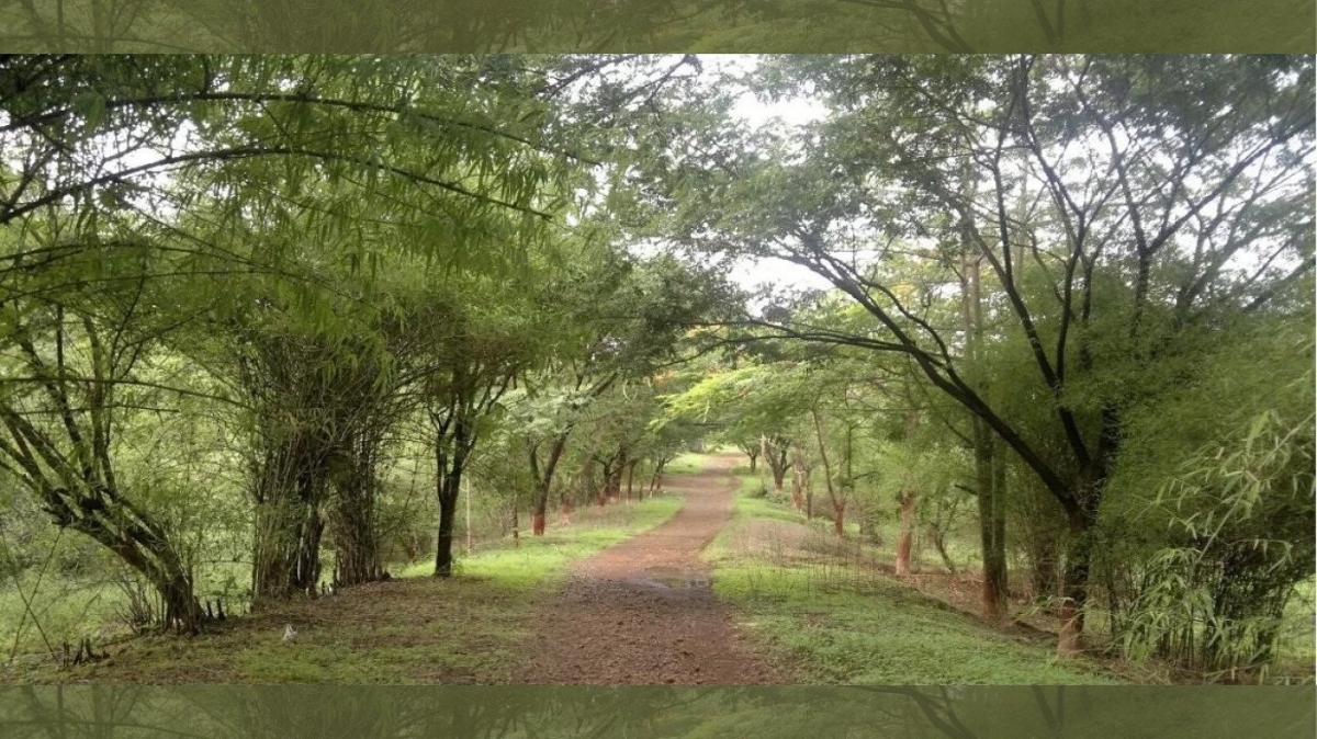 812 acres of Aarey land handed over to forest department