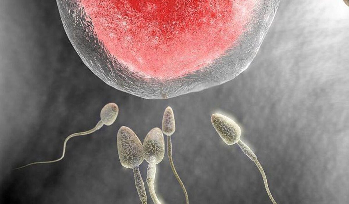 Prior COVID-19 infection won’t affect the IVF success: Study