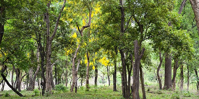 AP, Telangana contribute highest increase in India’s forest cover