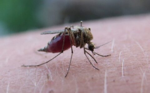 Arunachal Pradesh best performer in Malaria Elimination