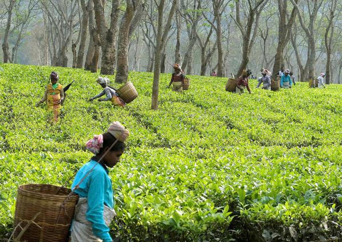 ADB emphasises on role of Small Tree Growers of Assam