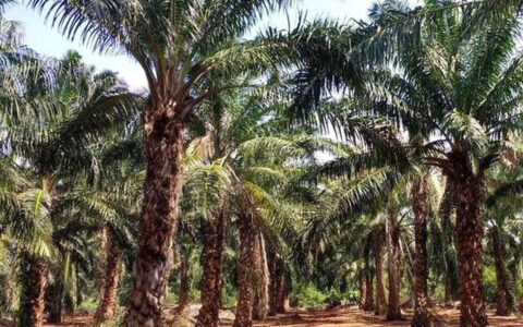 Manipur to host symposium on Oil Palm Cultivation