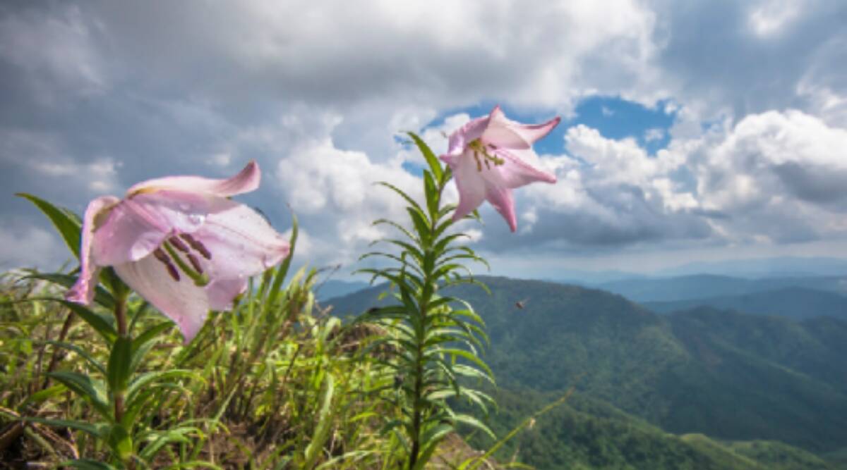 Manipur to celebrate ‘Shirui Lily Festival 2022’