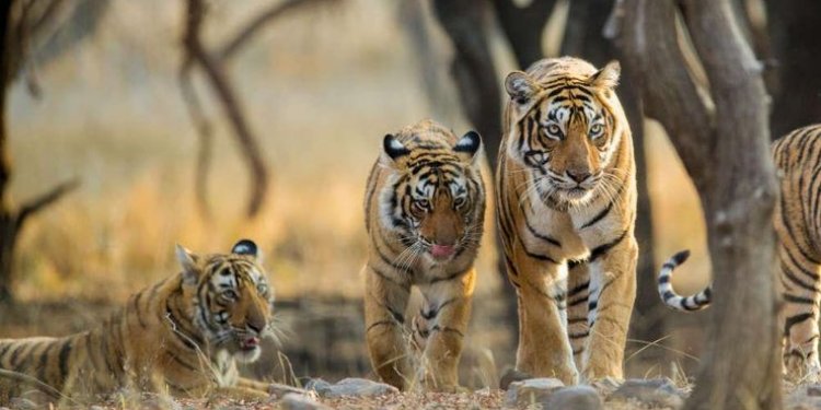 Ramgarh Vishdhari Sanctuary in Rajasthan designated as a tiger reserve