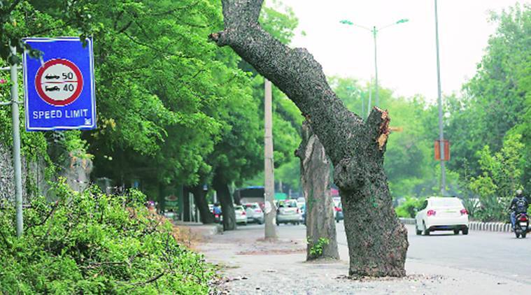 Delhi HC denies permit to cut trees in the capital