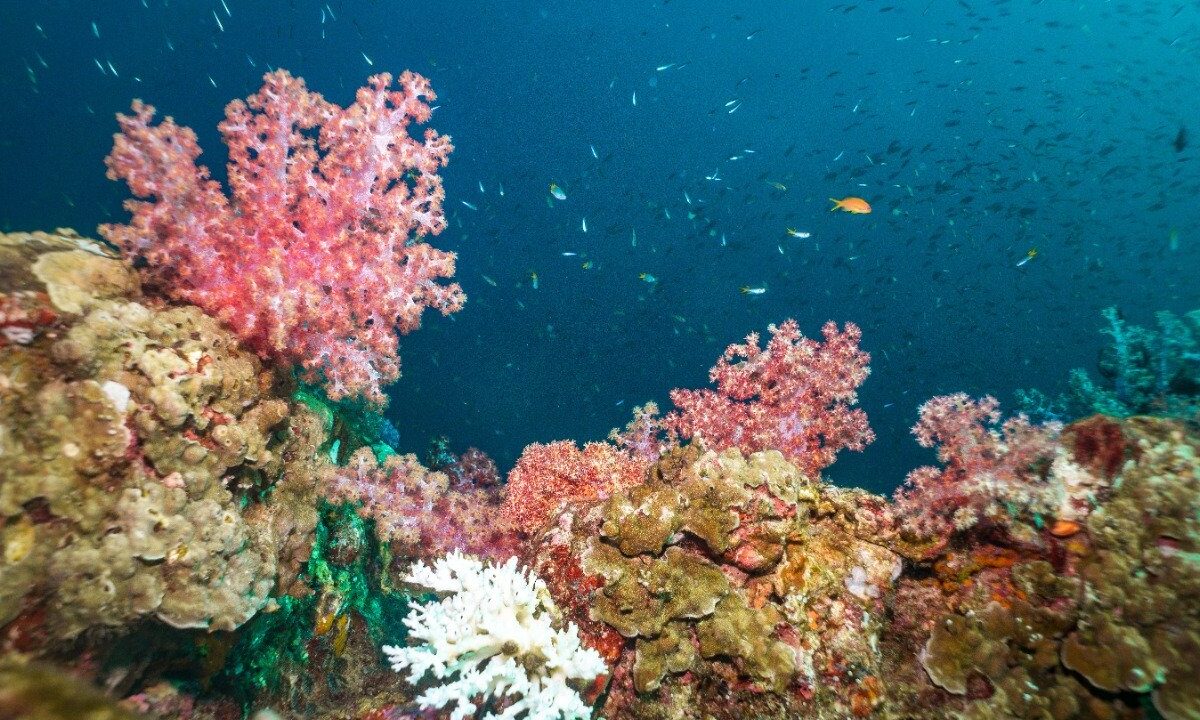 CSIR-NIO to restore coral reefs in Maharashtra
