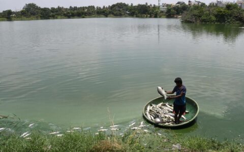 Eight cases of fish kill in Bengaluru lakes in 2022: Report
