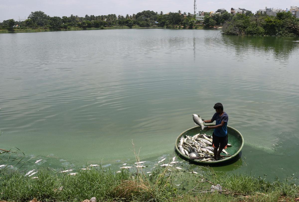 Eight cases of fish kill in Bengaluru lakes in 2022: Report