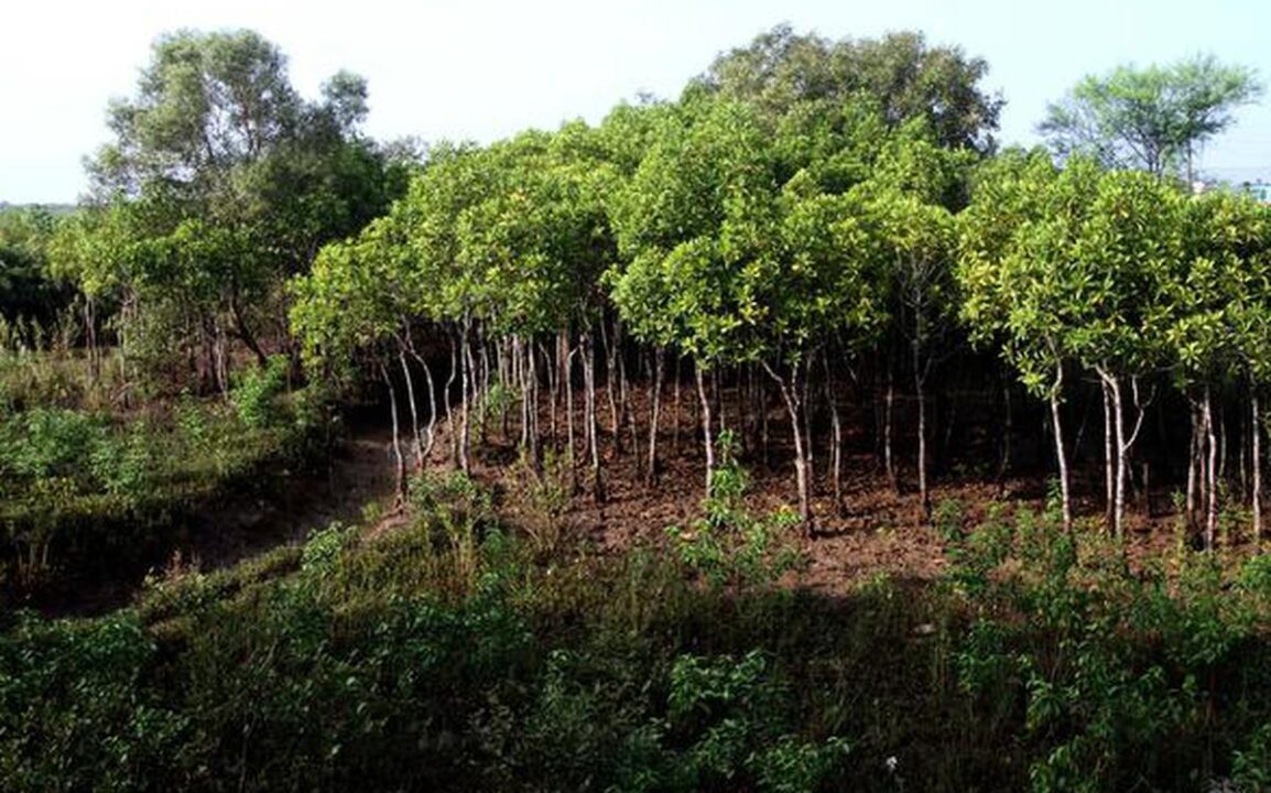 Odisha to plant mangroves in 930 hectares of land this year