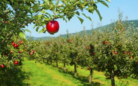 5 lakh fruit trees to be planted in Nagaland by end of 2022