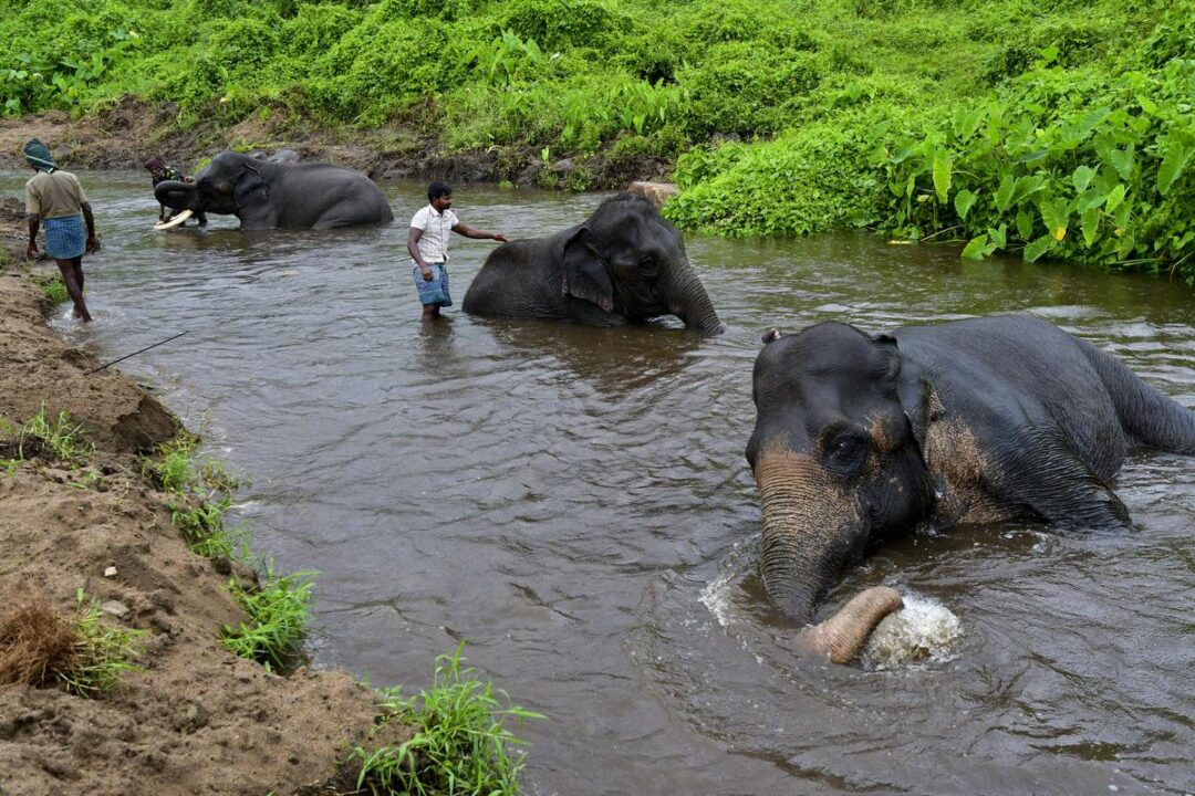 tamil-nadu-gets-its-fifth-elephant-reserve-urban-update