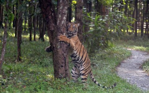 Wildlife (Protection) Amendment Bill was passed by Lok Sabha