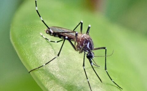NDMC to hike penalty for mosquito breeding