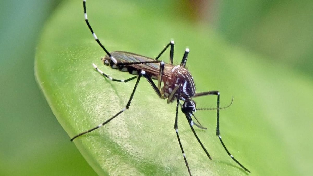 NDMC to hike penalty for mosquito breeding