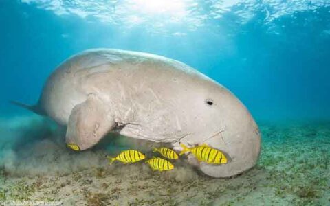 India's first Dugong Conservation Reserve in Tamil Nadu