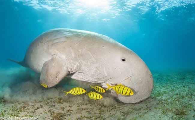 India's first Dugong Conservation Reserve in Tamil Nadu - Urban Update