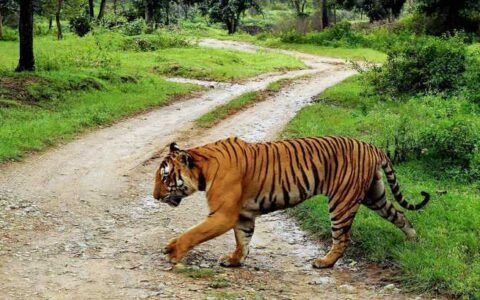 Sundarbans: Climate Change exacerbates woes of ‘tiger widows’