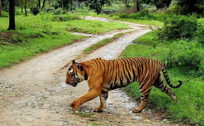 Sundarbans: Climate Change exacerbates woes of ‘tiger widows’