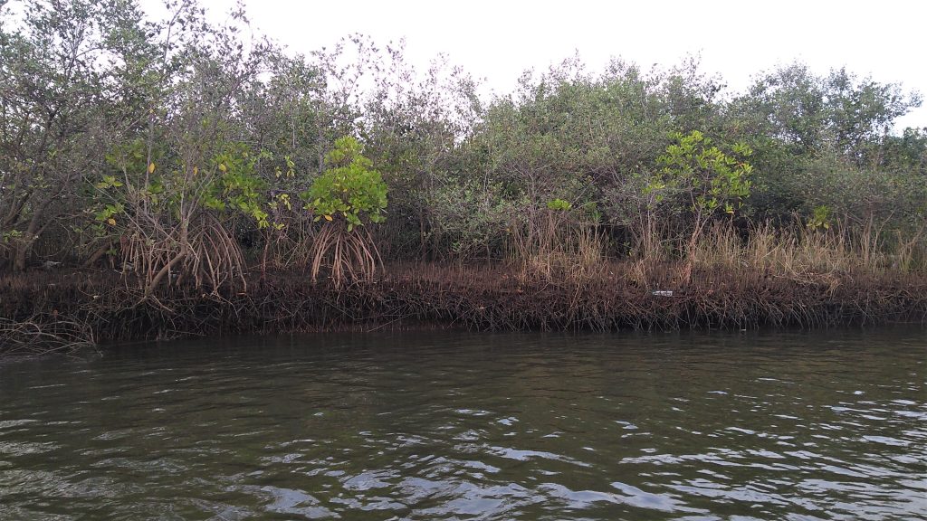 CAG flags violation of CRZ norms, destruction of Mangroves