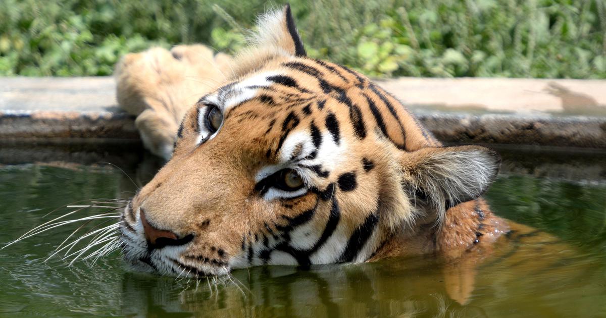 MYSURU, Karnataka: The Prime Minister of India Narendra Modi announced the country’s total tiger population to be 3,167 at the Mysuru University, Karnataka on April 9, 2023. He also inaugurated a program titled, ‘Commemoration of 50 years of Project Tiger’ and launched the International Big Cats Alliance (IBCA).