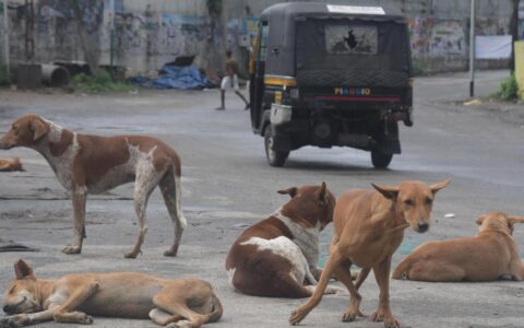 UD dept holds meeting to curb stray dog menace