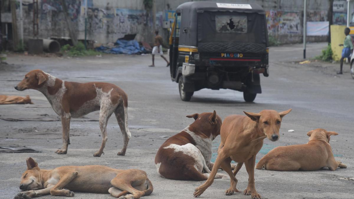 UD dept holds meeting to curb stray dog menace