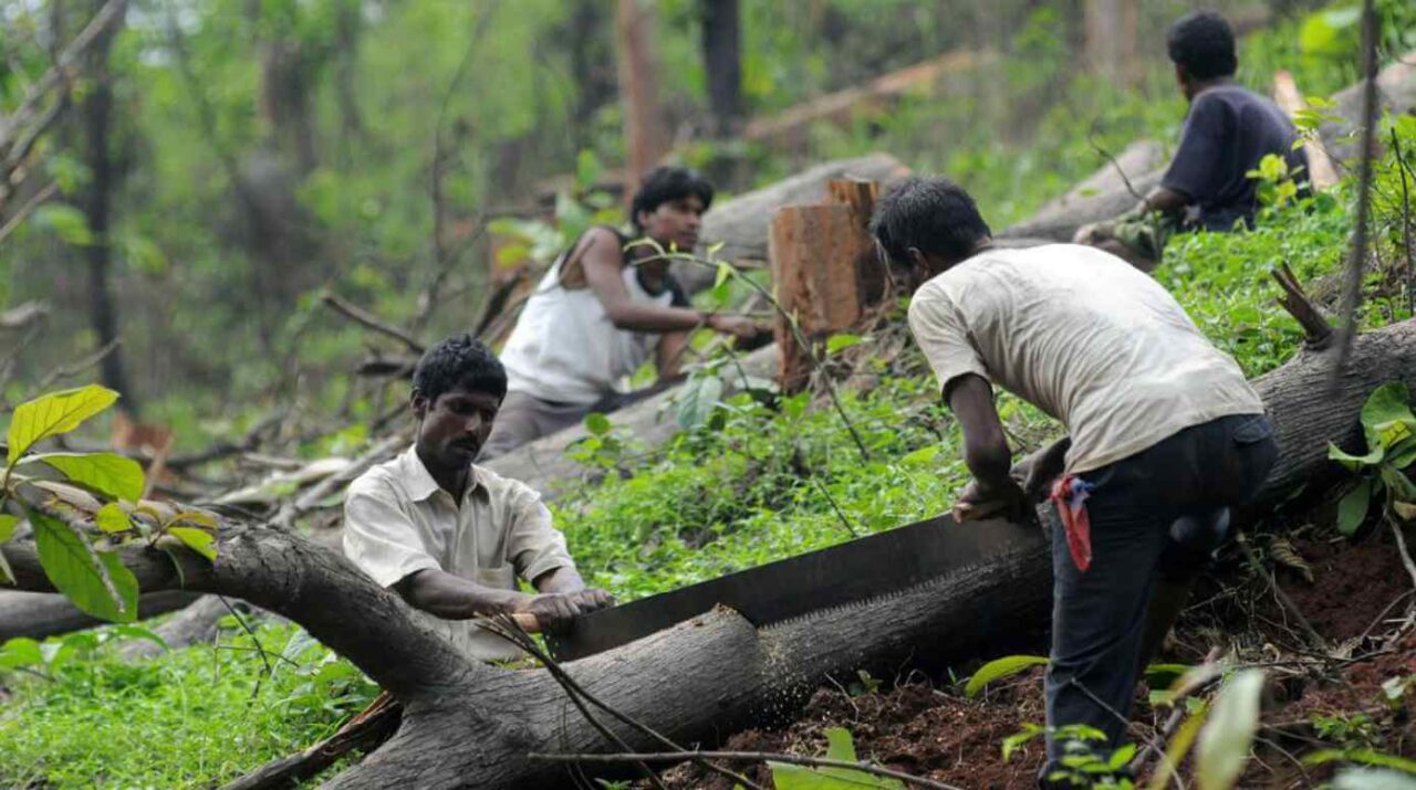 MUMBAI, Maharashtra: A bill was passed by the Maharashtra legislative assembly that gives local tree authorities the power to permit the cutting down of any kind of trees without having to consult with the State Tree Authority.