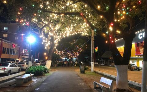 Contractor wraps trees in artificial lights, PCMC swings into action