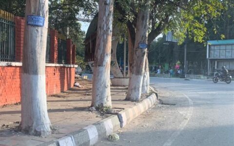 Delhi HC orders MCD, DDA to de-concretise roadside trees
