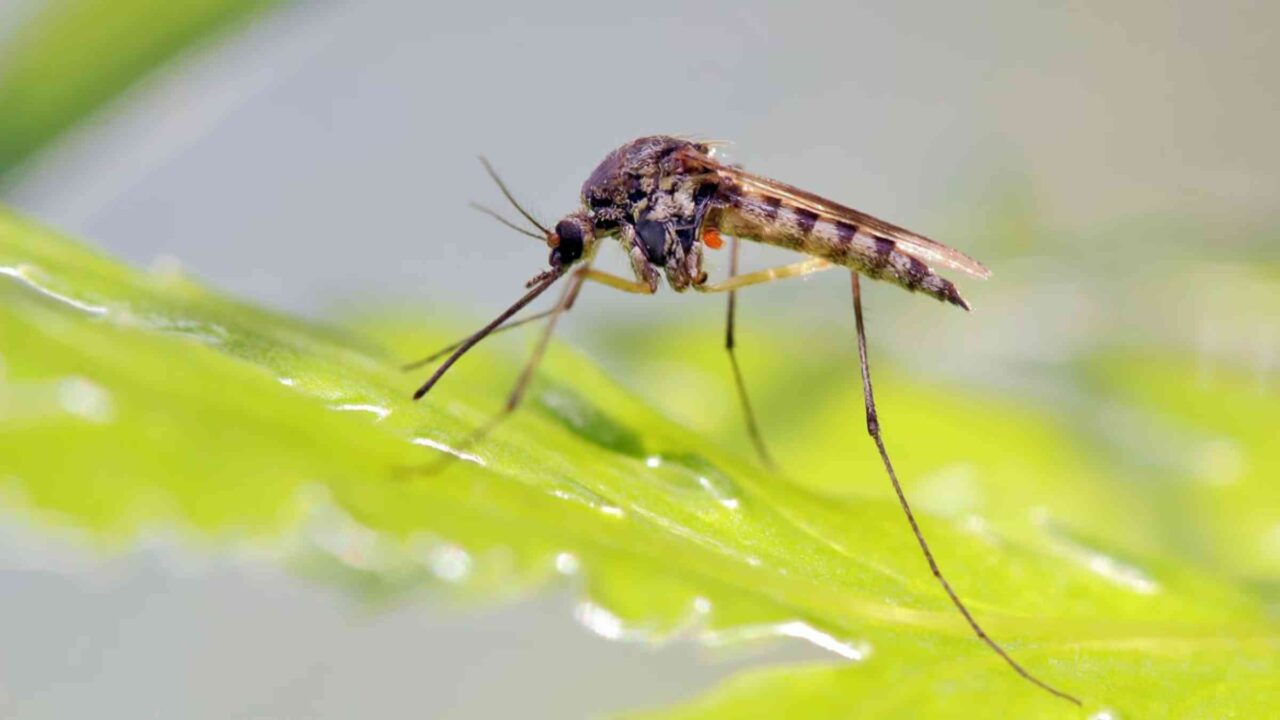 SUDA issues dengue SOPs; sanctions ₹3.5cr for clean-up drive