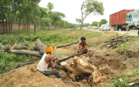 SC seeks action against DDA for felling trees illegally