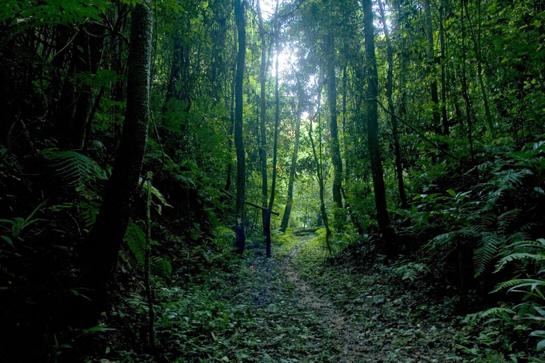 India highlights progress in forest conservation at UNFF 19 NEW DELHI: The 19th edition of the United Nations Forum on Forests (UNFF 19) held in New York, highlighted the critical need to halt deforestation and combat further land degradation by 2030. Central to the discussions was the imperative to achieve global forest goals and advance sustainable development targets by the end of the decade. During the meet, India showcased its progress in forest conservation, citing a consistent increase in forest cover over the past 15 years. The nation underscored its commitment to sustainable forest management and conservation efforts, highlighting significant expansions in protected areas, including wildlife sanctuaries, national parks, tiger reserves, biosphere reserves, and other wildlife habitats. It further mentioned about the implementation of the green credit programme, aimed at restoring degraded forest lands and promoting tree planting through incentivisation measures. The Ministry of Environment, Forests and Climate Change, Government of India, pointed its landmark initiatives such as the 50-year-old Project Tiger and the 30-year-old Project Elephant, stating that it underscored India’s dedication to species conservation and habitat protection. It also highlighted the creation of the International Big Cat Alliance which is another important step in protecting and conserving the seven big cat species around the world.